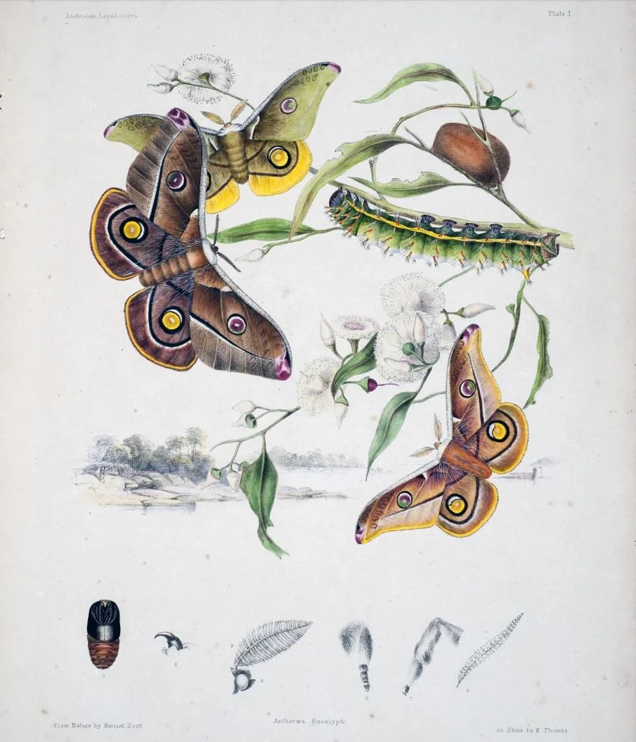 scott_sisters_lepidopteria1.ce1e63b.width-1600.c84cbf0.jpg