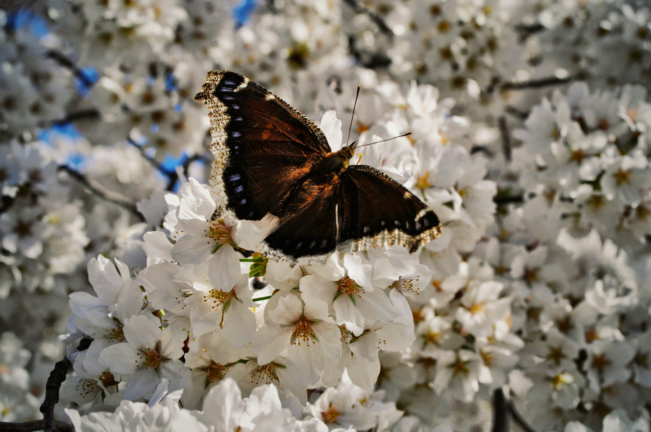 butterfly