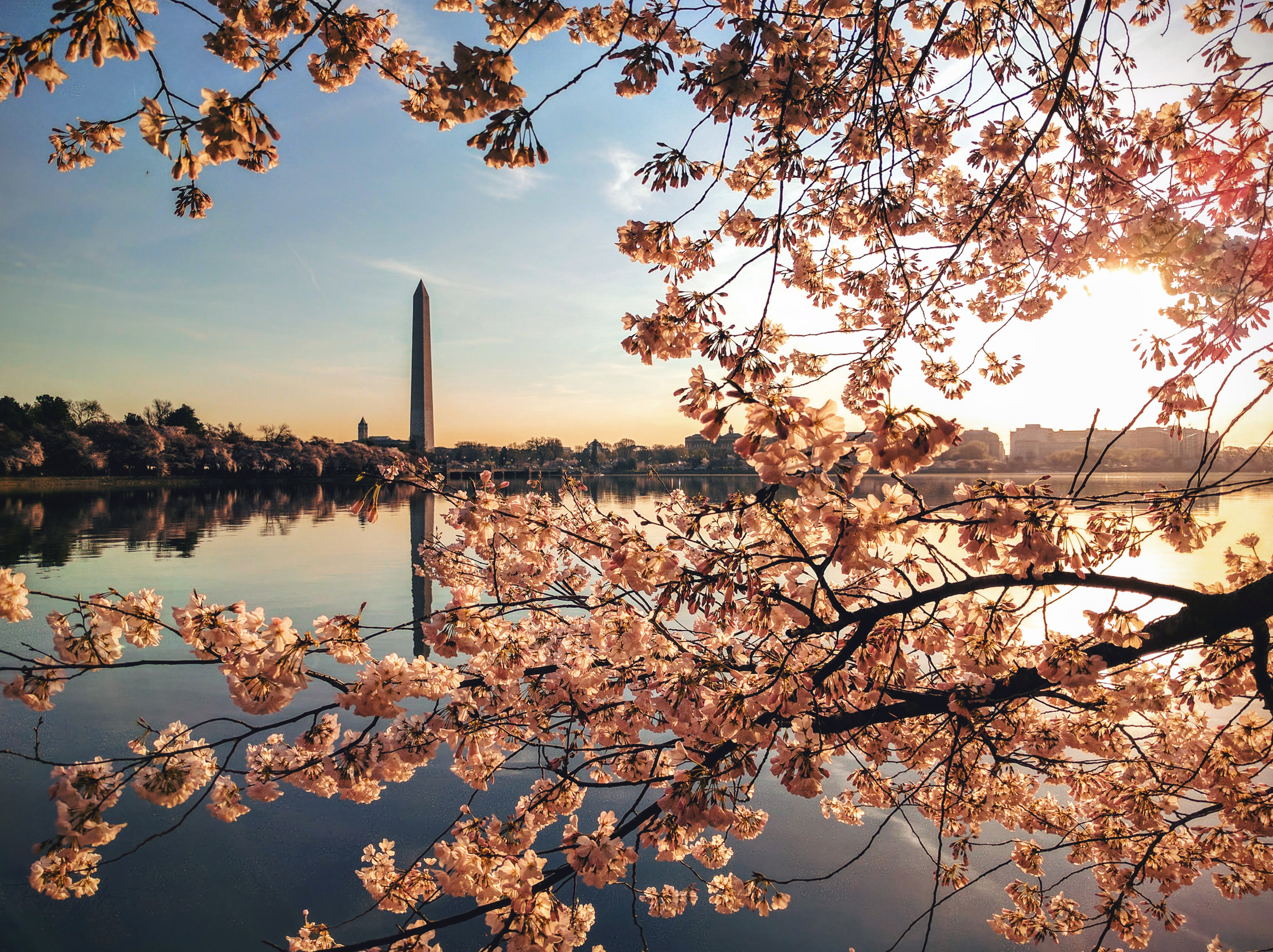 cherry blossoms