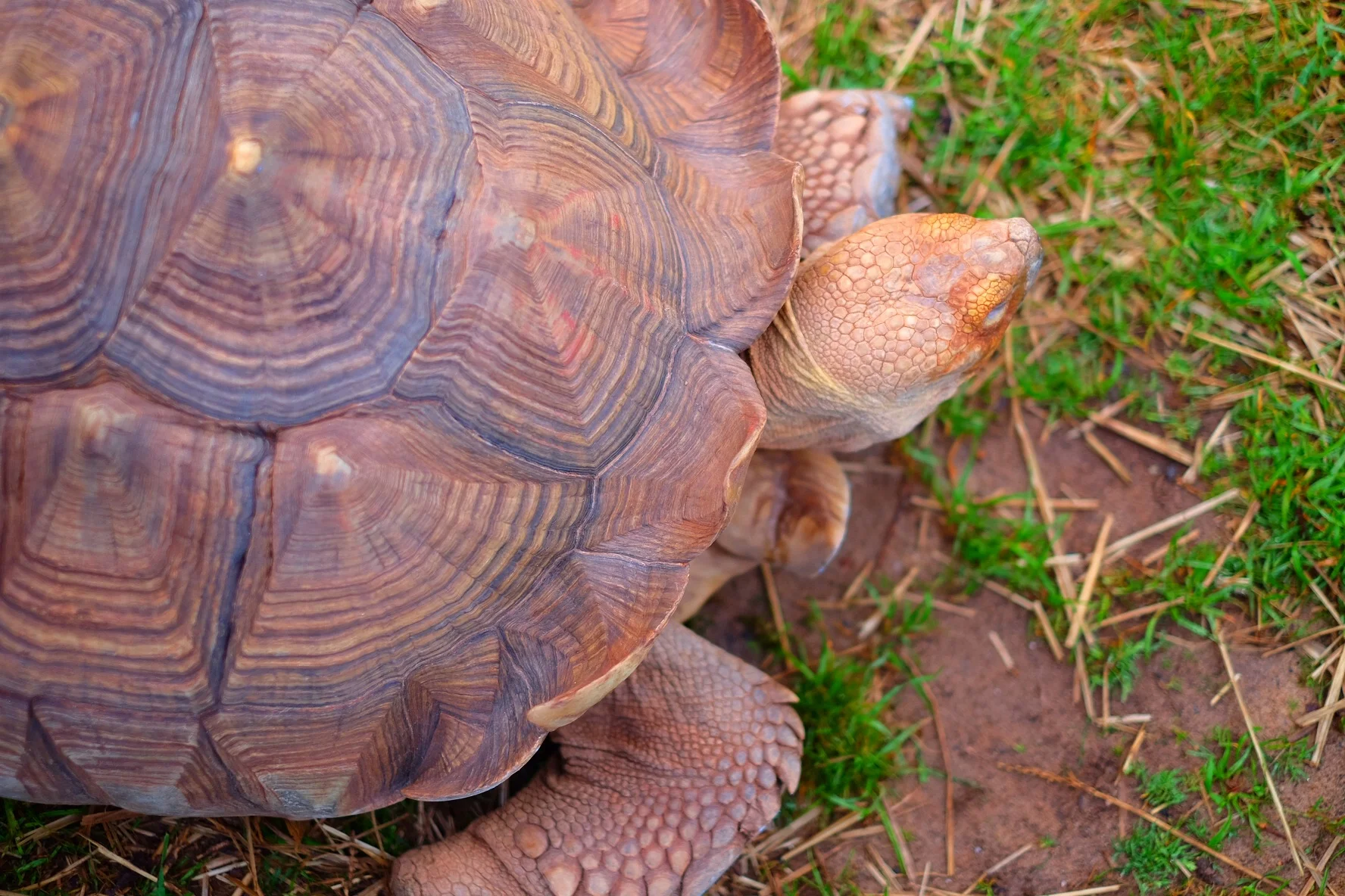 African Tortise 120 years old!