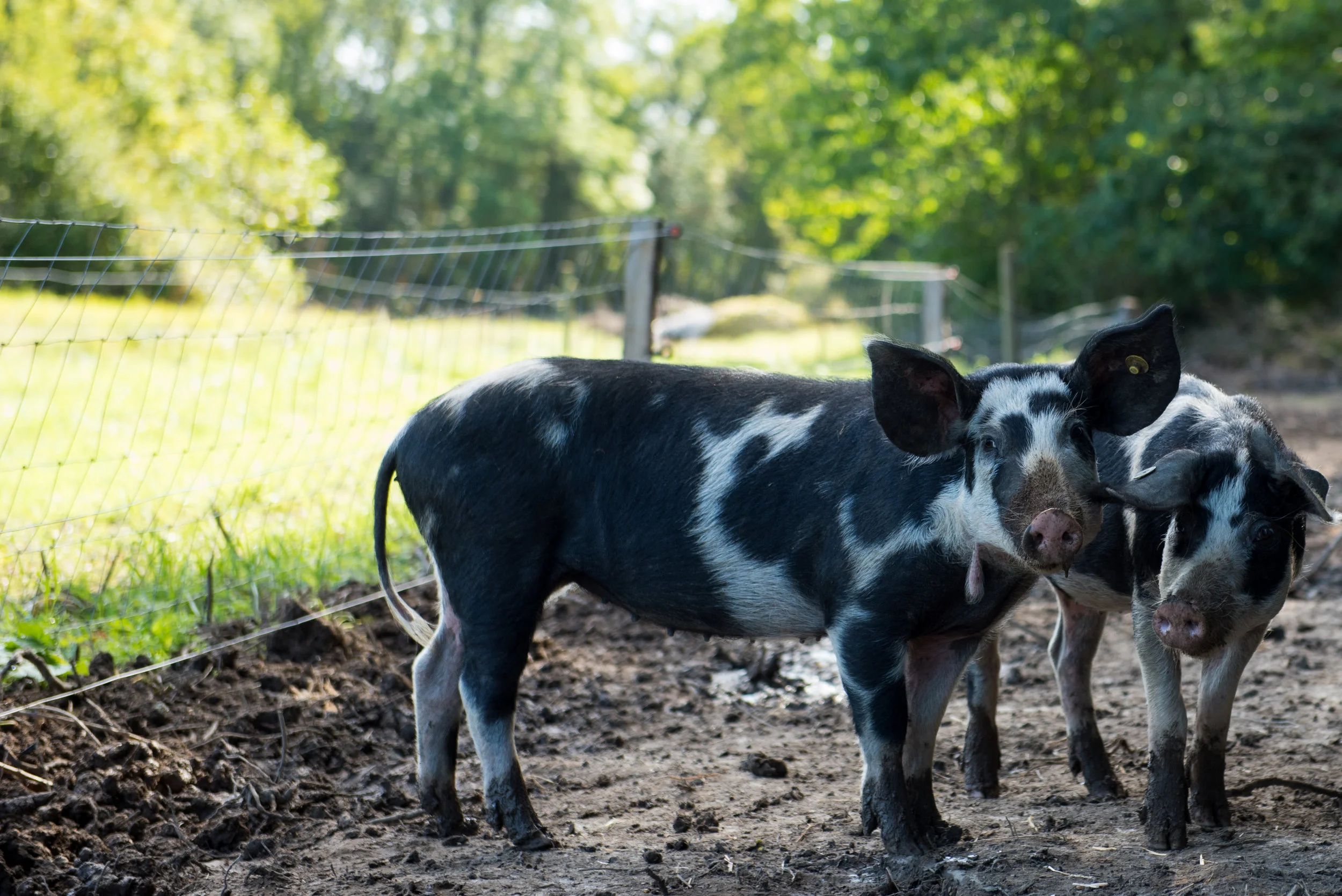 Hallegaard Farm- Two Pigs.jpg