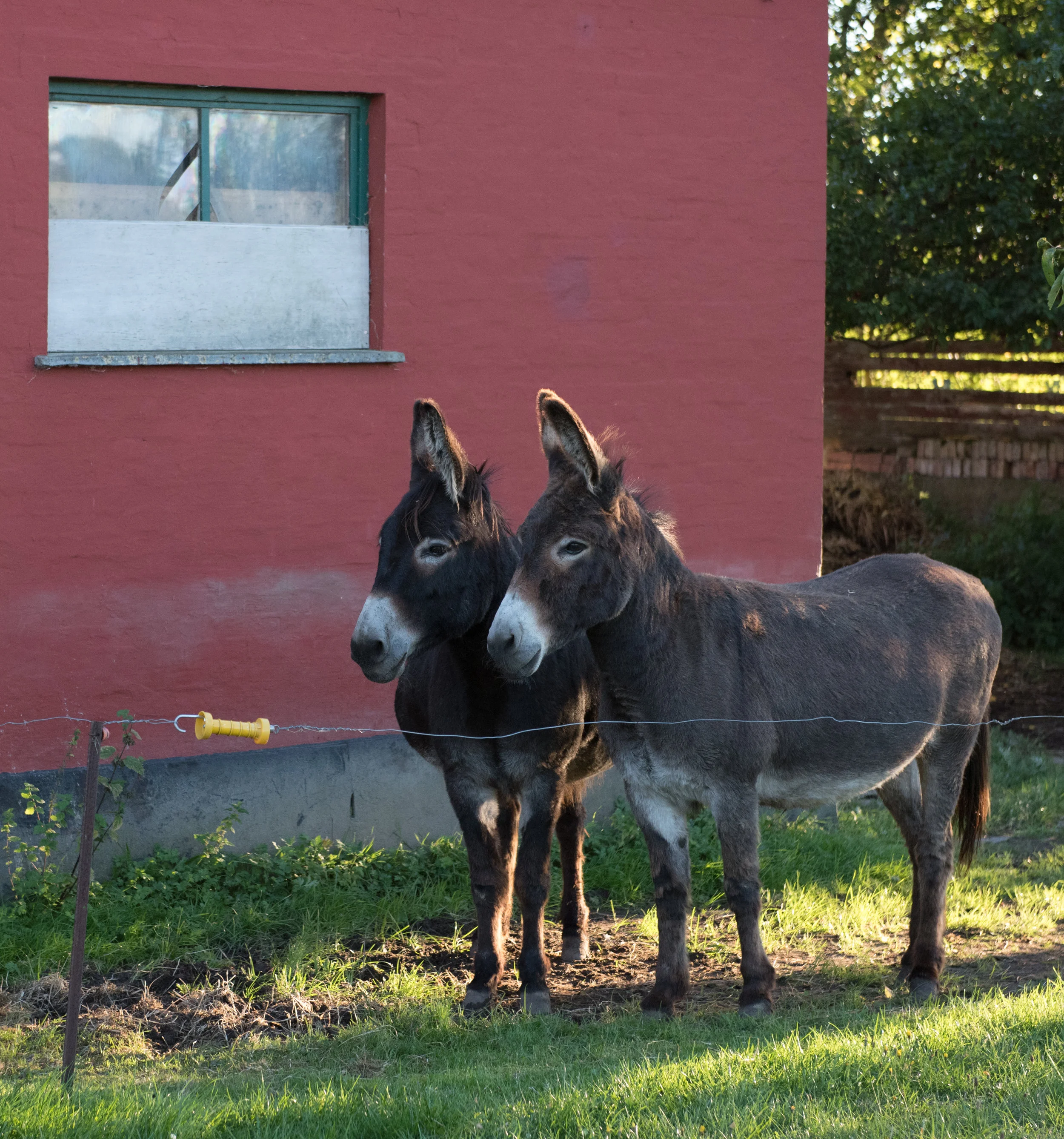 Donkeys
