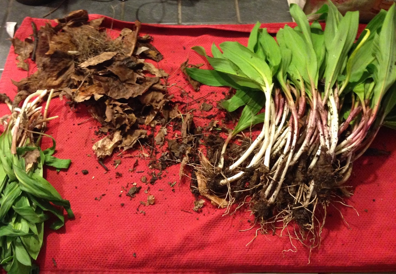 Some of Erin's CSA bounty. Picture: Erin Eldermire.