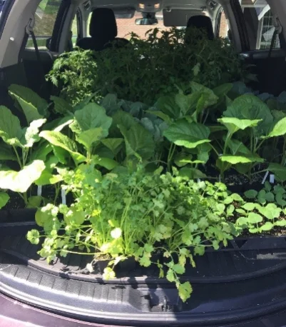 A trunkful of transplants from Seed to Supper (photo courtesy of Magnolia Ariza-Nieto)