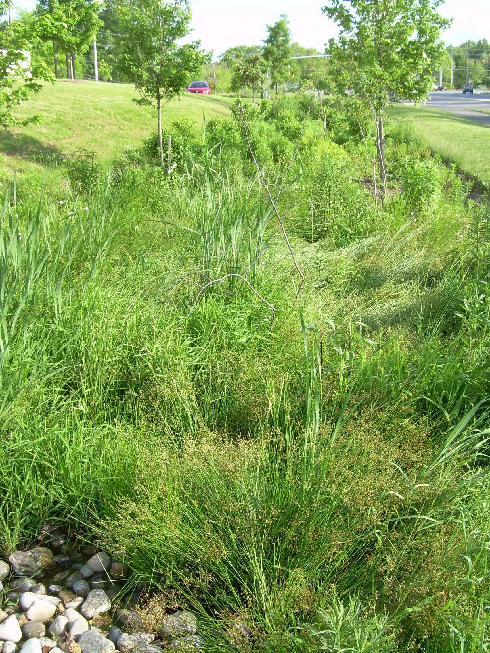 firestation 40 rain garden.JPG