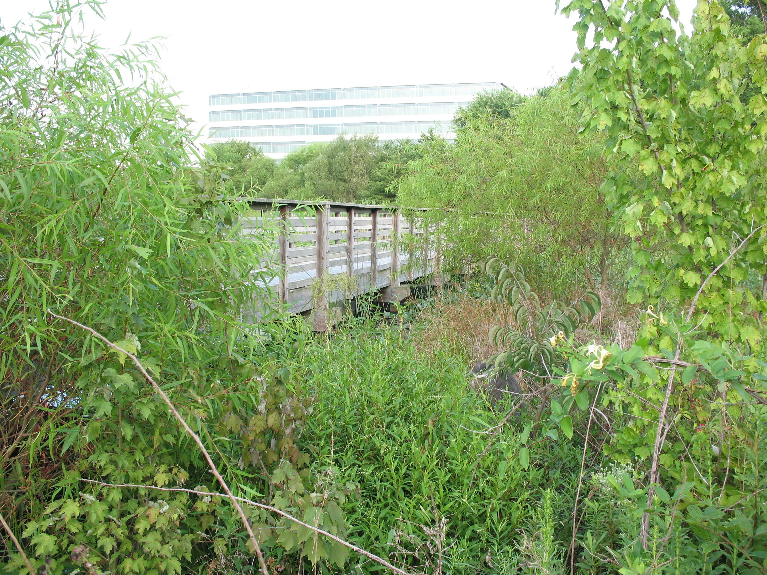 sunrise valley.JPG