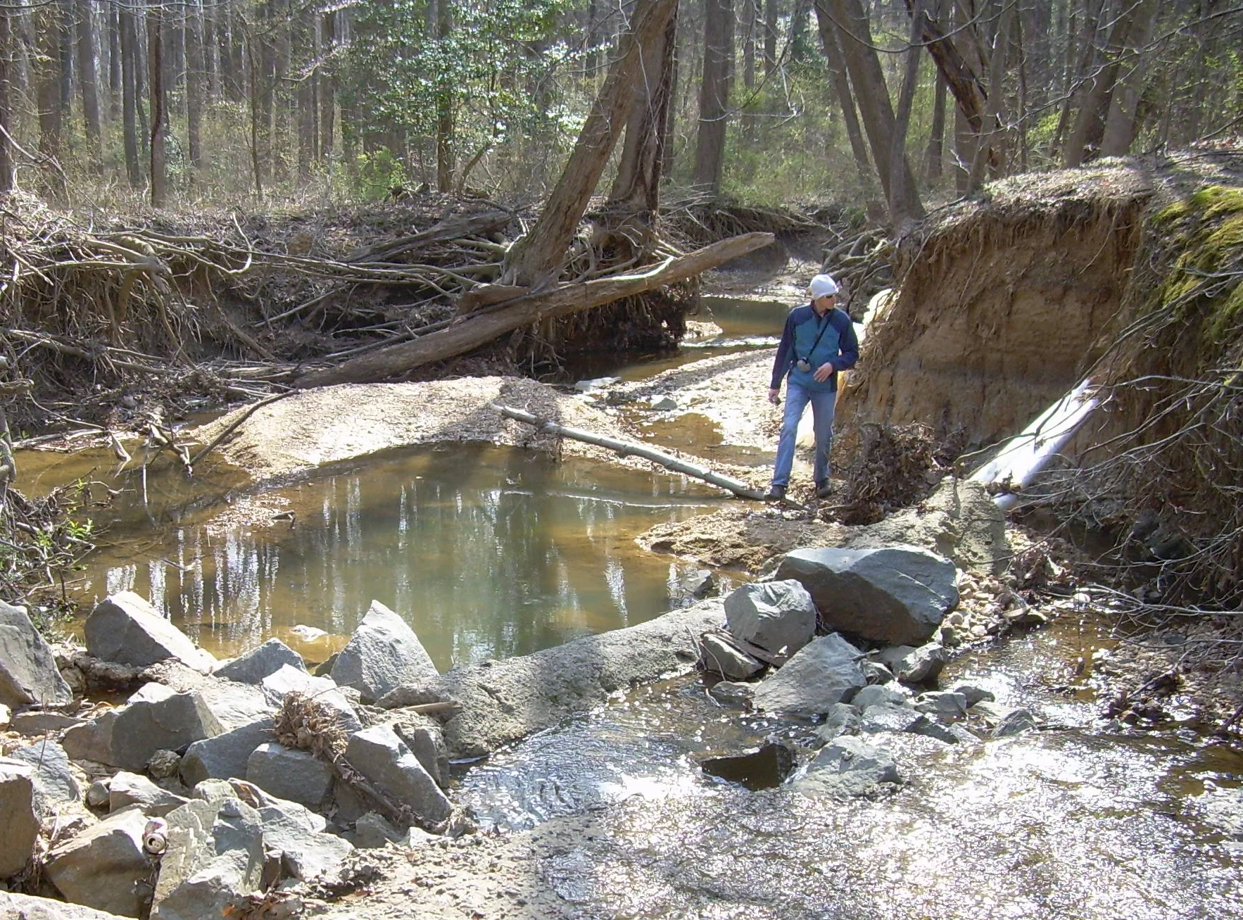 Before restoration Erosion of this urban stream's bed and banks exposed buried utility lines, damaged adjacent walking trails, and exposed tree roots, causing healthy trees to topple.