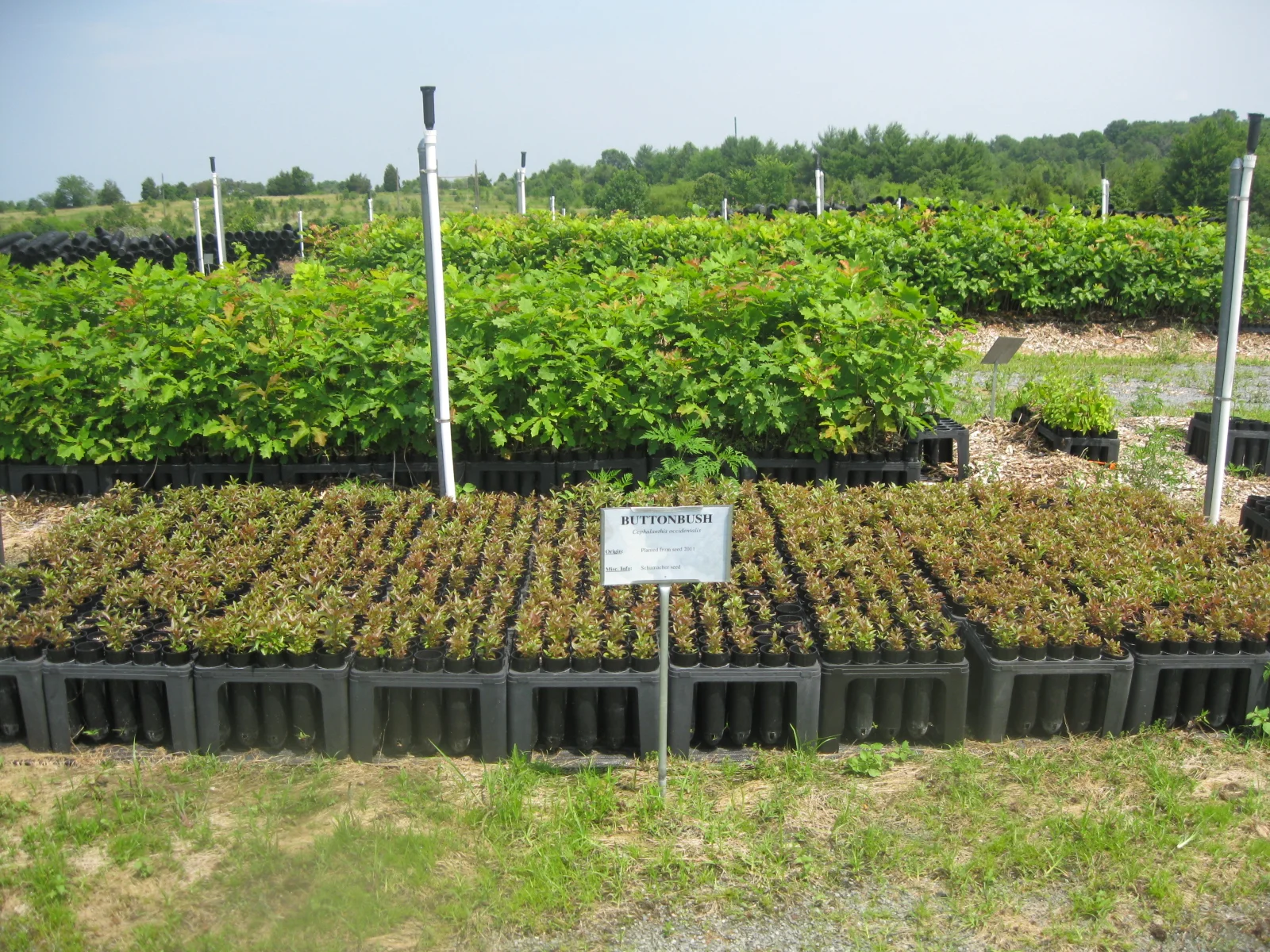 Native Plant Propagation