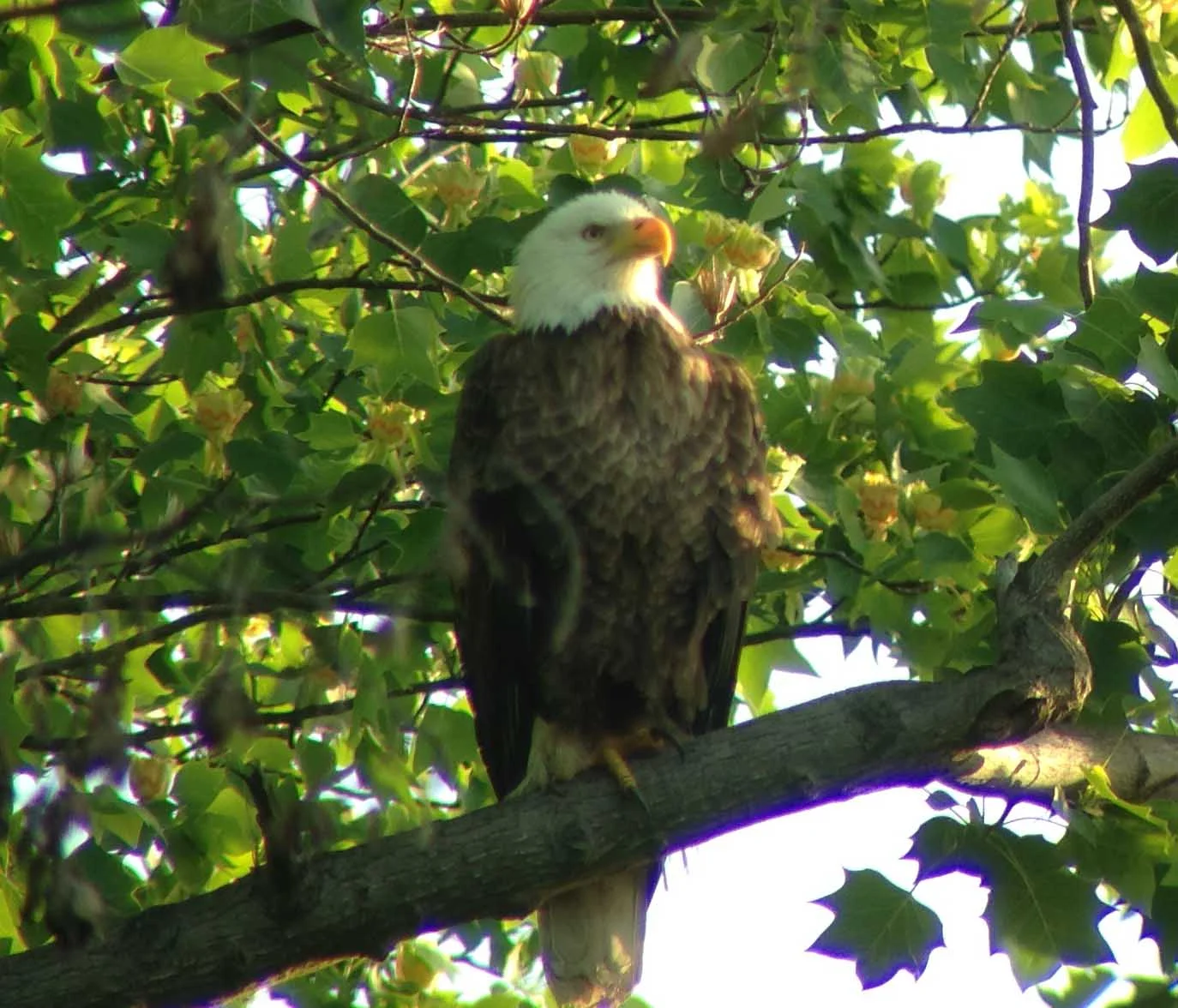 American Bald Eagle