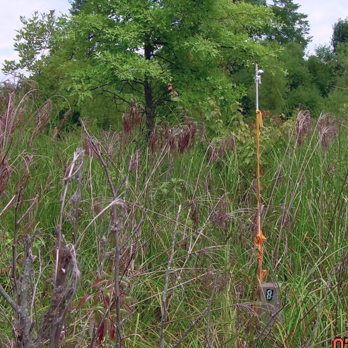 Wetland Mitigation Monitoring