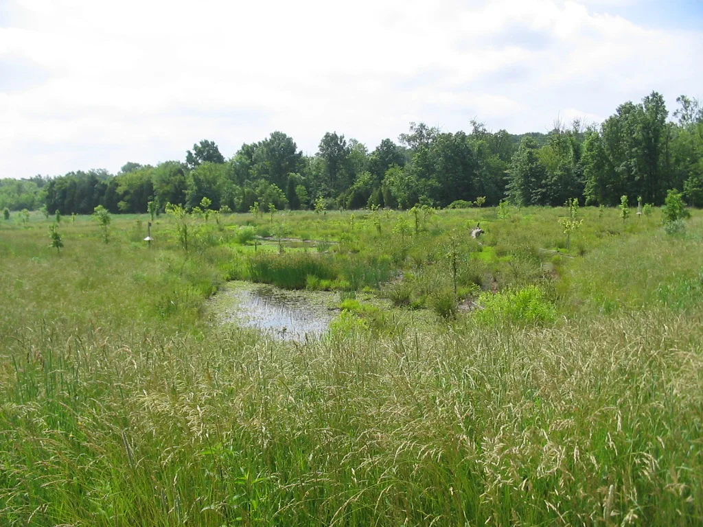 Stonecroft/Wiehle Avenue mitigation site - Fairfax County, VA