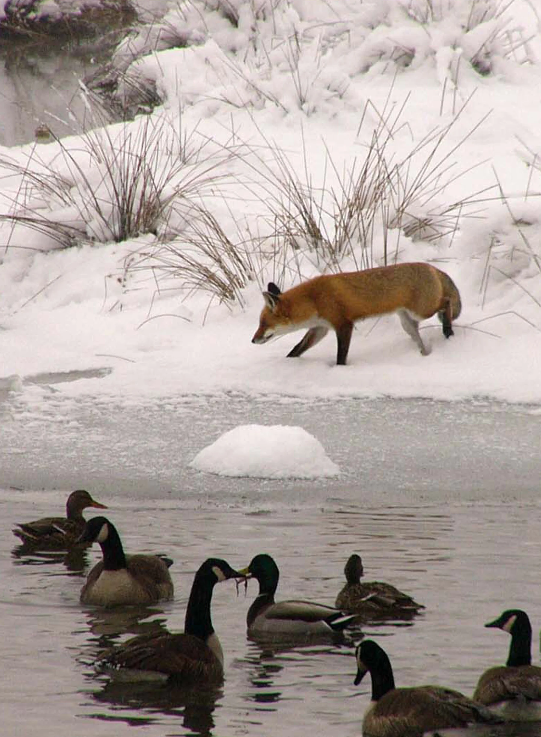 Red fox and Canada geese at the wetland mitigation site WSSI designed for Broadlands - Loudoun County, VA
