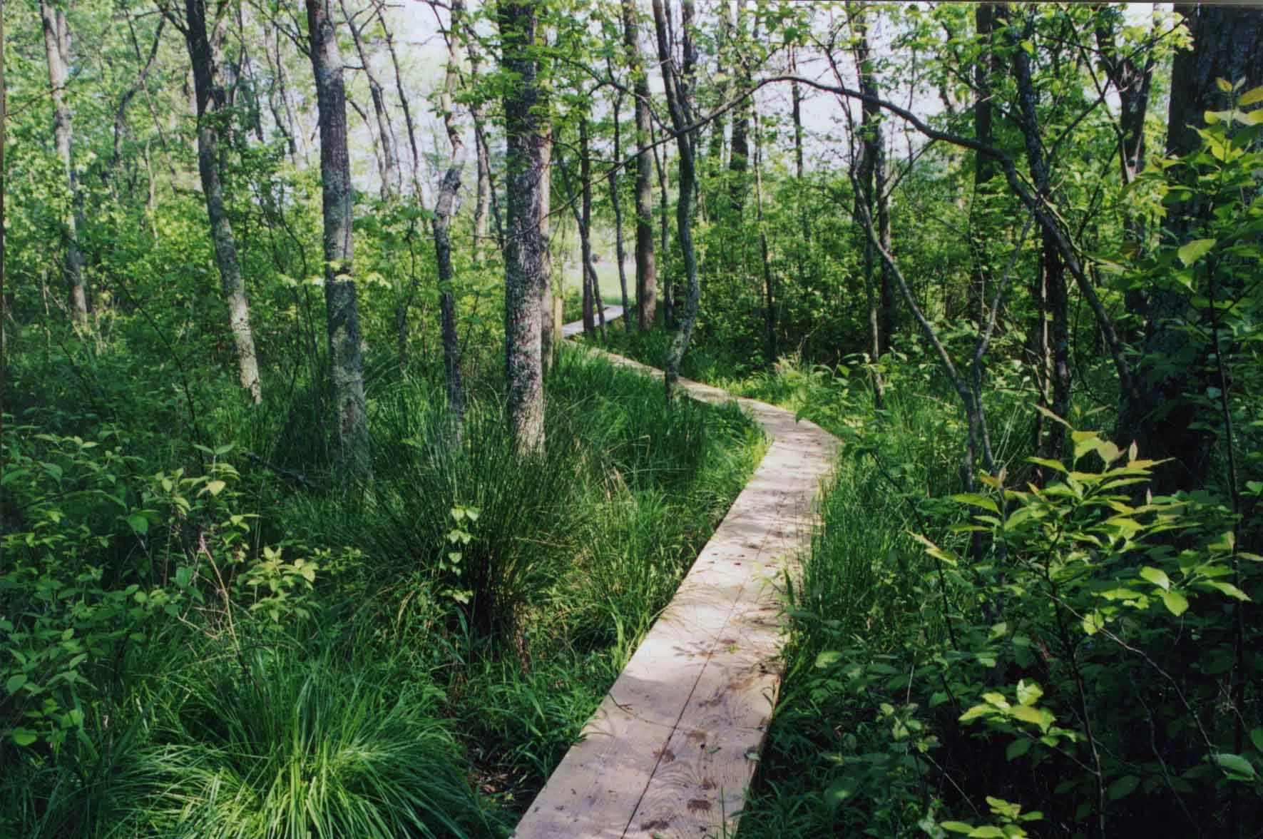 A trail in Julie J. Metz Wetlands Bank, Virginia's first approved wetlands bank - Prince William County, VA