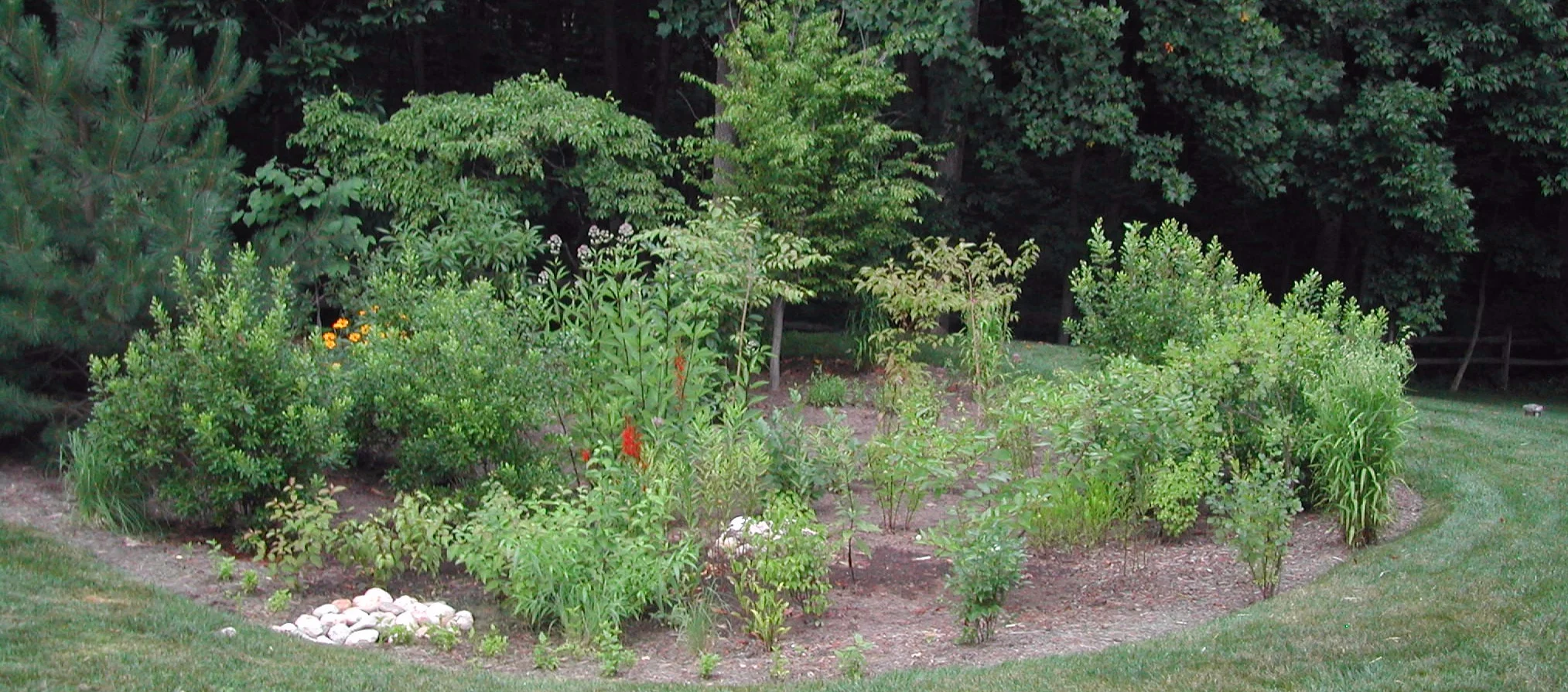 mikes rain garden July 05_2.JPG