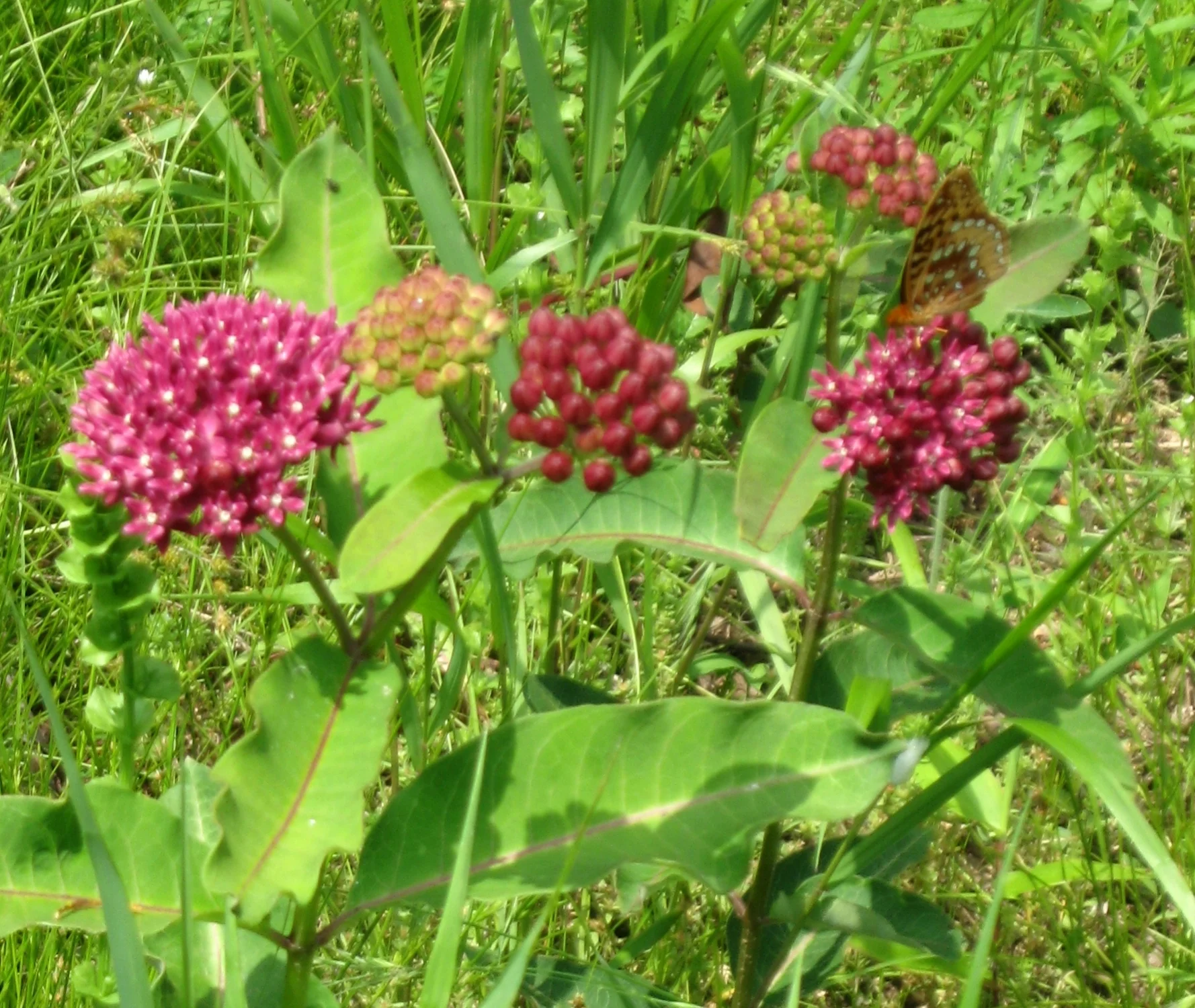 purple milkweed