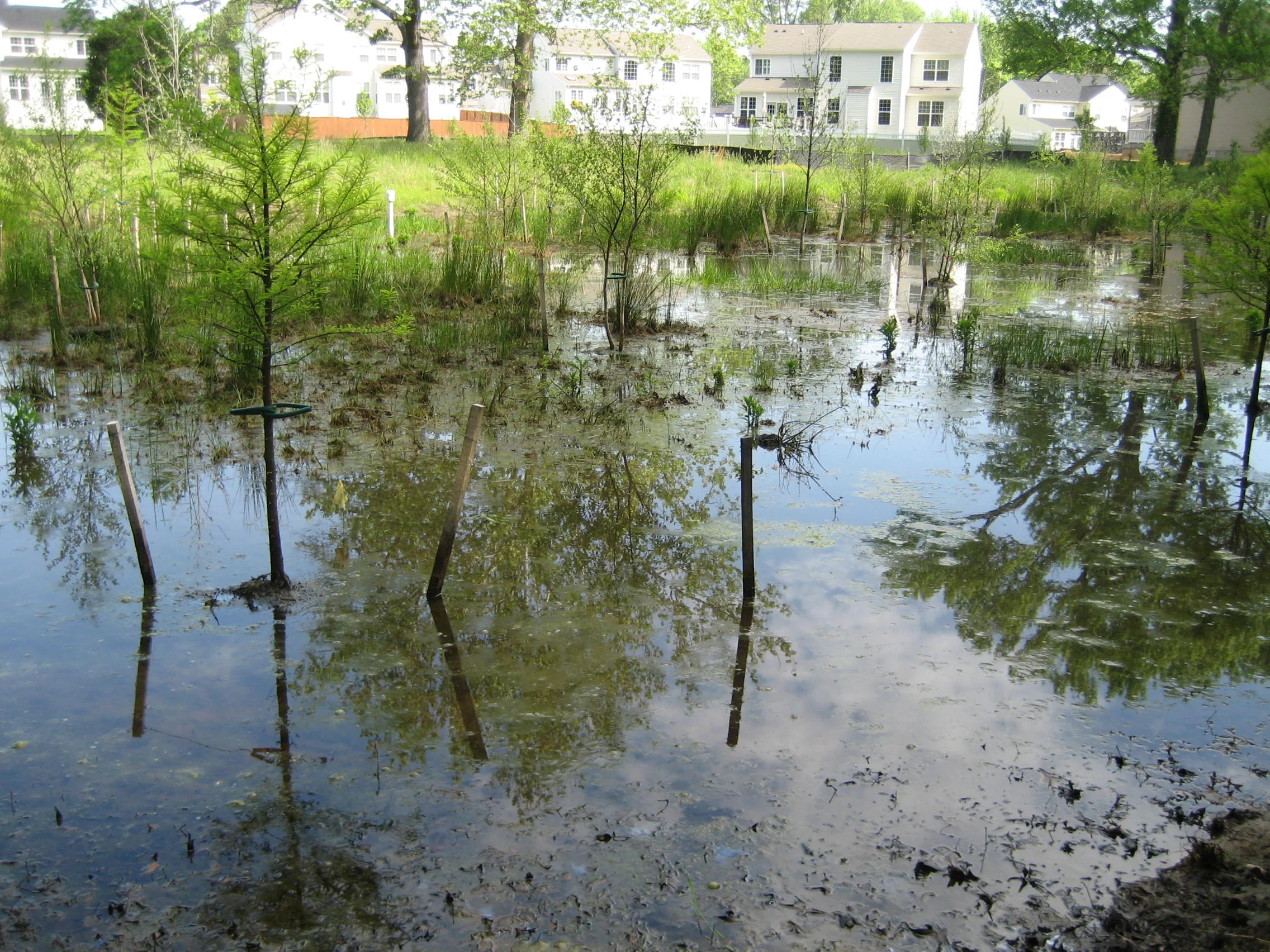 Wetland mitigation offsets impacts in the Severn River watershed.