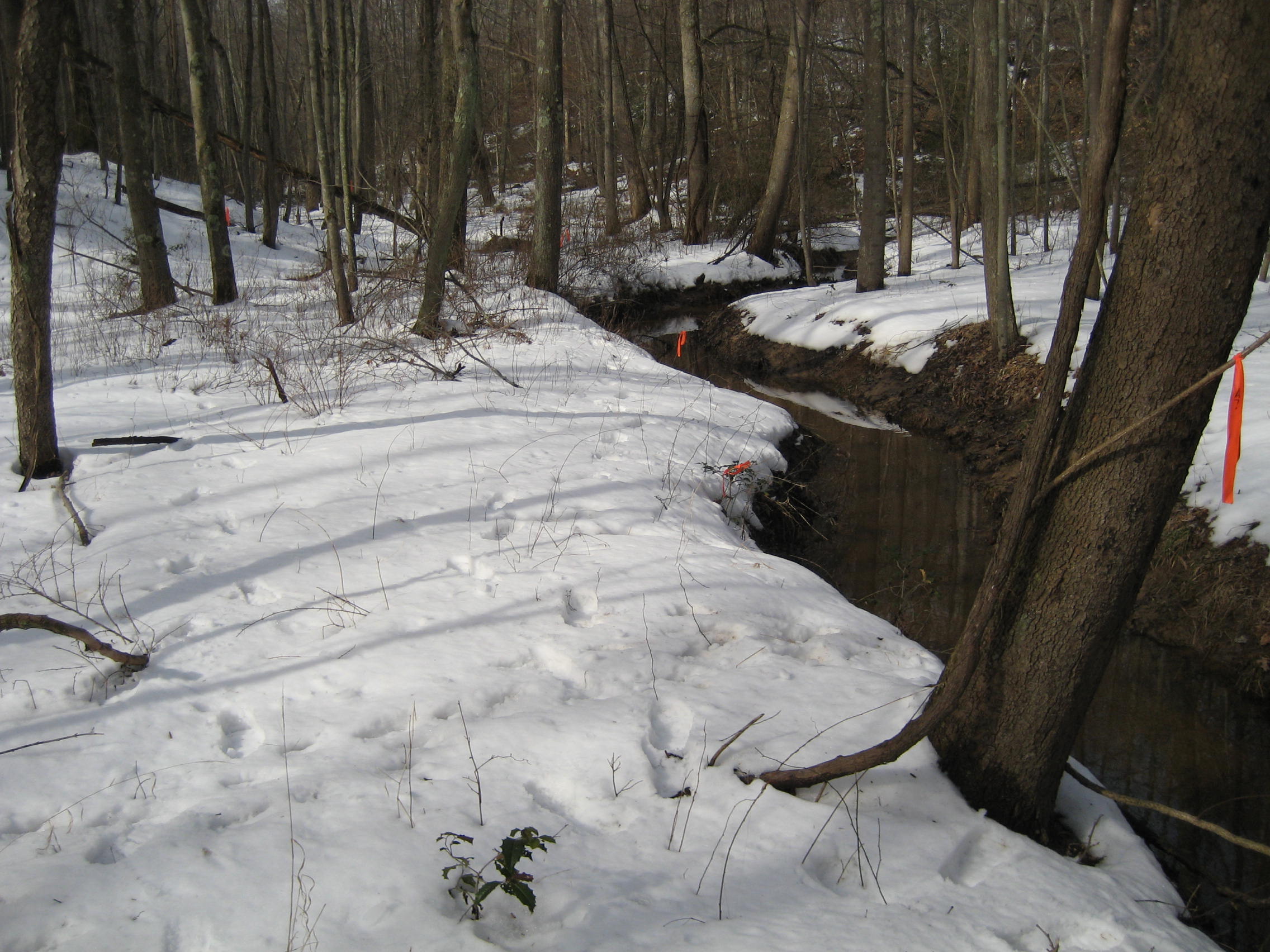 Jabez Branch - a Use III waterway in Anne Arundel County, Maryland