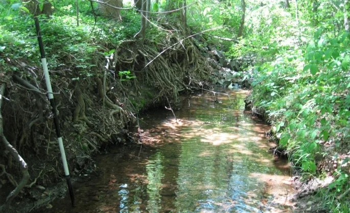 Exposed tree roots - a precursor to tree loss - along an incised channel