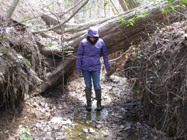 Channel widening and subsequent tree loss from streambank erosion