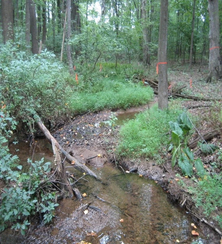 Unnamed Perennial Tributary to Muddy Branch in Malcolm King Park, Gaithersburg, MD