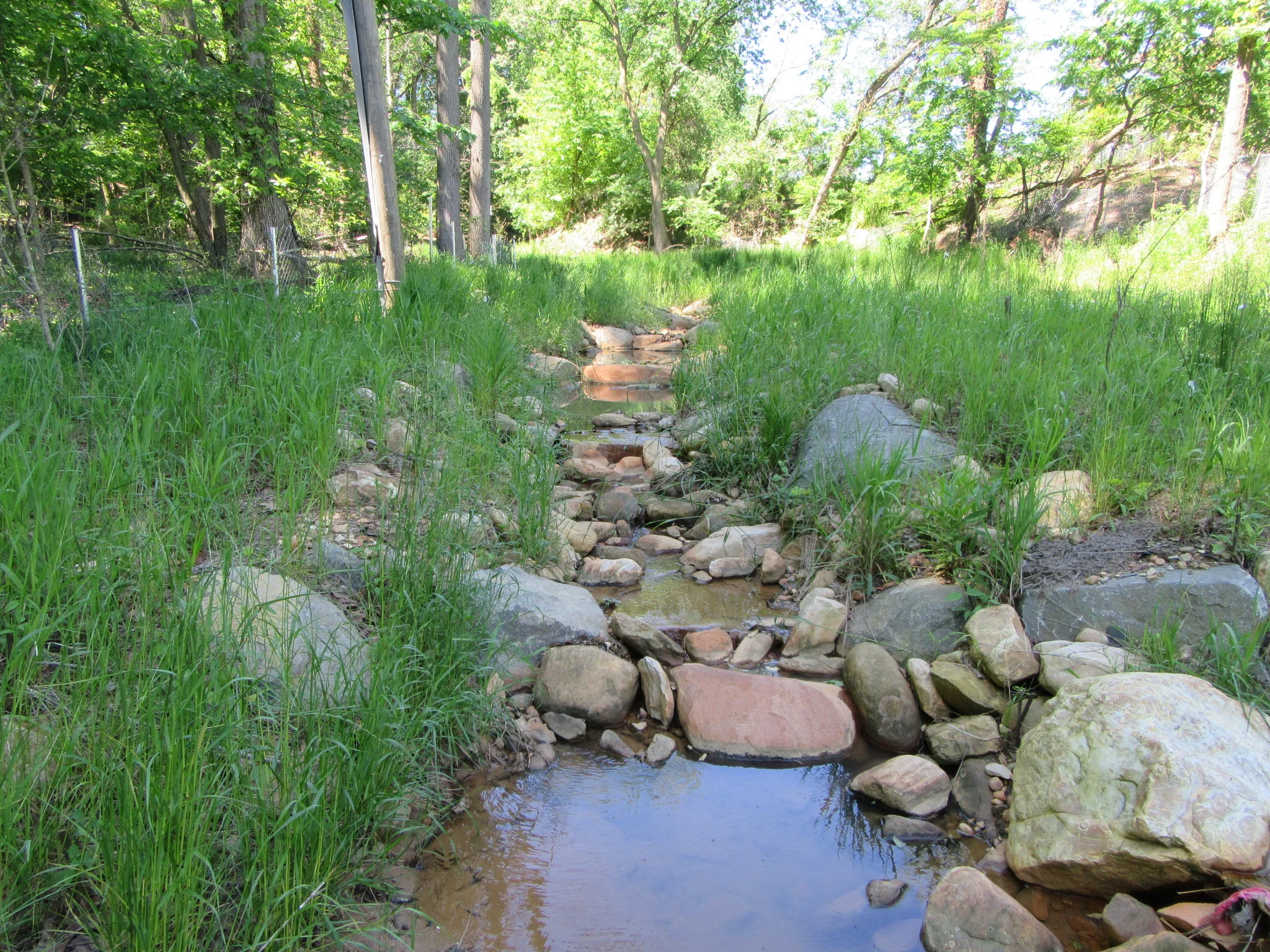 ANC stream one year after restoration.