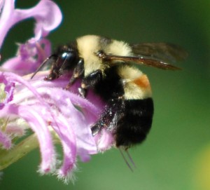 Rusty Patched Bumble Bee; photo courtesy of xerces.org