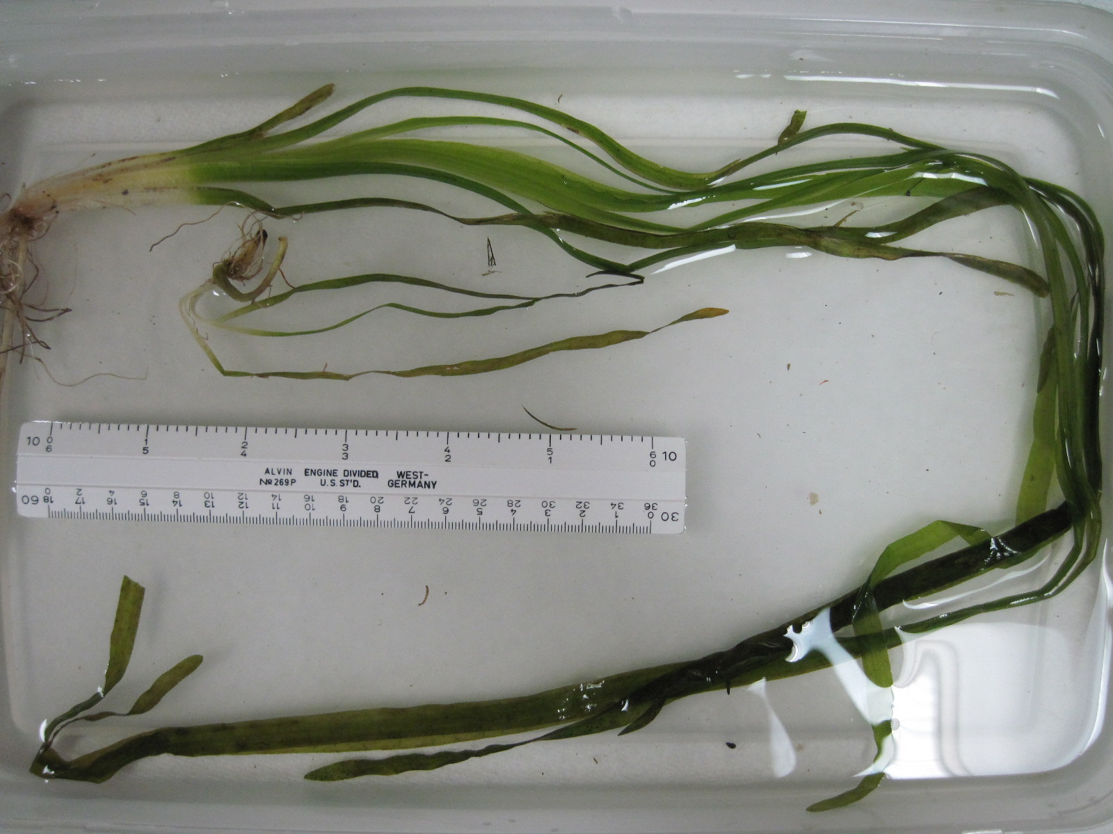 American eel grass (Vallisneria americana)click image to enlarge