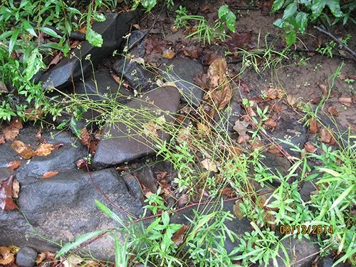 WSSI staff found this harperella specimen in 2014