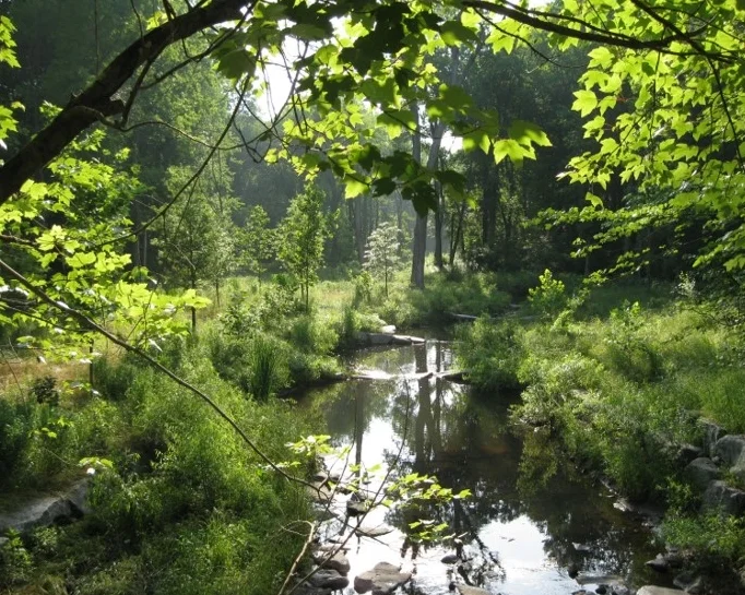 Snakeden Branch, 1.5 years after restoration WSSI raised the stream bed to reconnect it to the floodplain, and placed rock structures to direct flow away from channel banks and create the riffles and pools necessary for ecological and physical integrity.