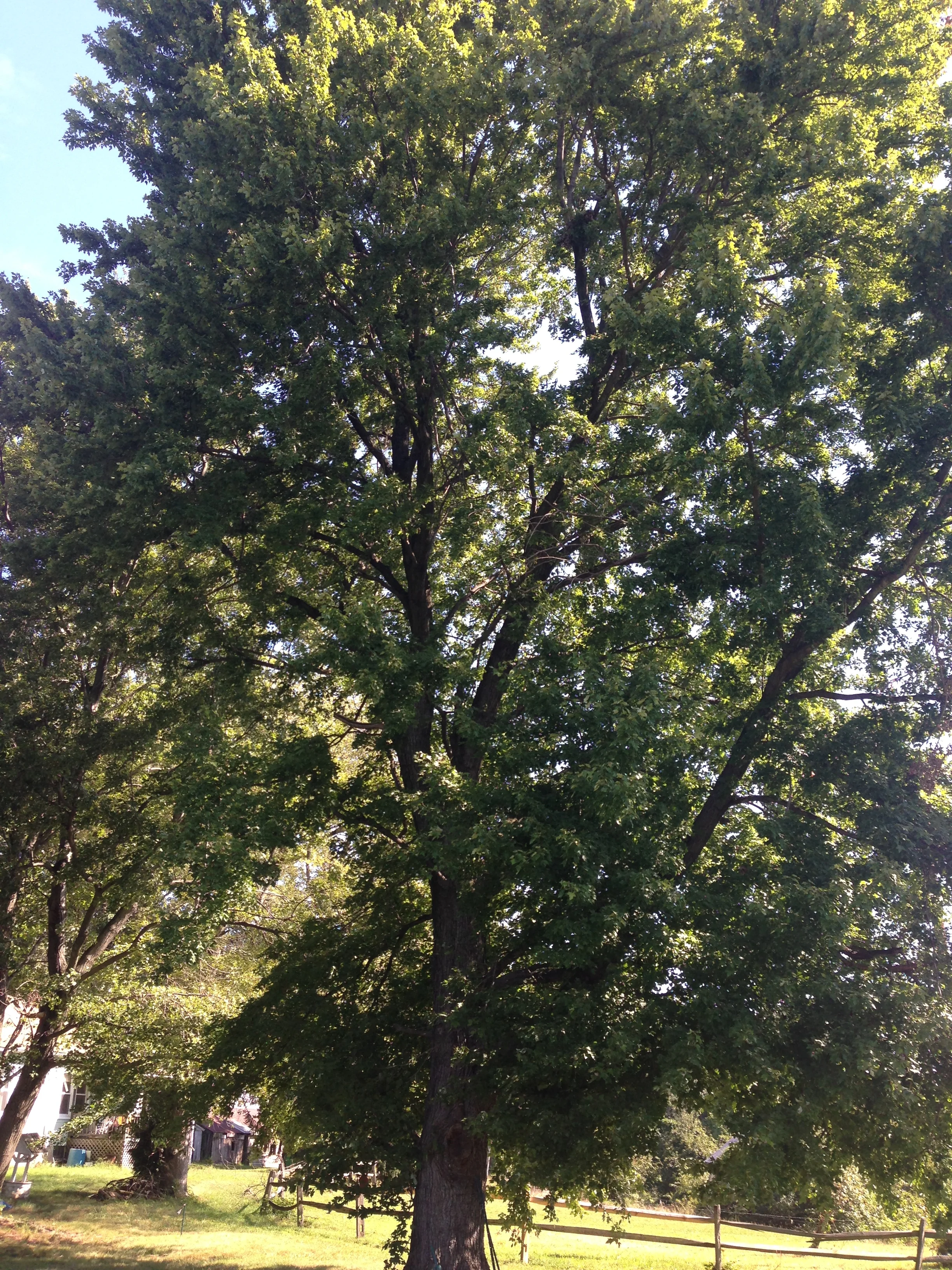 Specimen tree recorded for an NRI in Prince George’s County. 