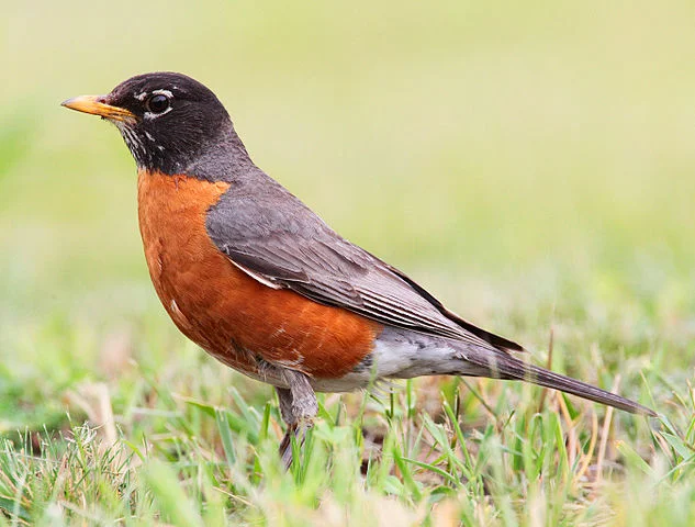 Robins are one of many species protected by the MBTA photo credit: American Robin (Turdus migratorius) by mdf via Wikimedia Commons