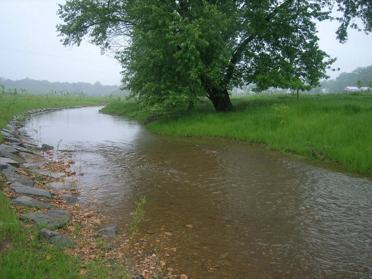 LCWBII_stream and tree.jpg