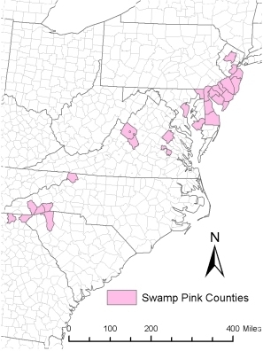 Swamp pink has been recorded in Augusta, Nelson, Caroline and Henrico Counties in Virginia. It has also been recorded in Anne Arundel, Cecil and Dorchester Counties in Maryland.
