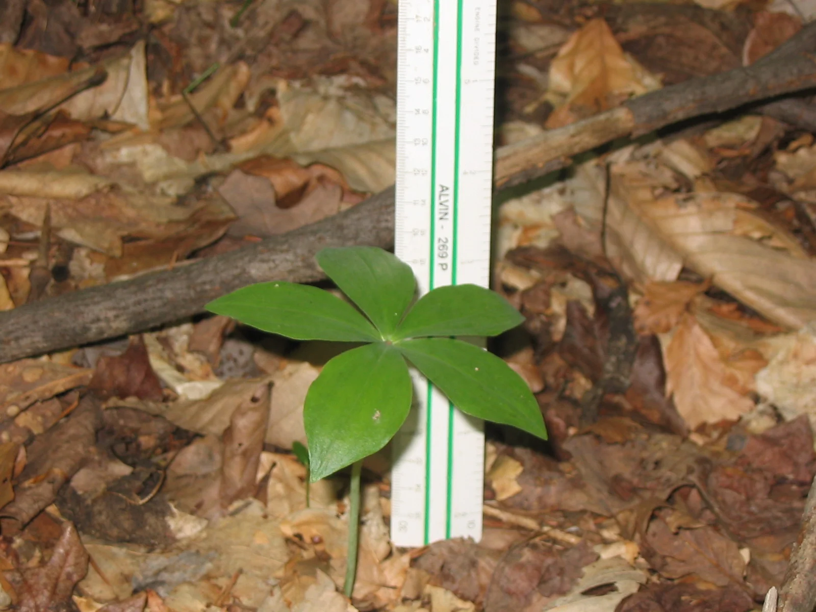 small whorled pogonia