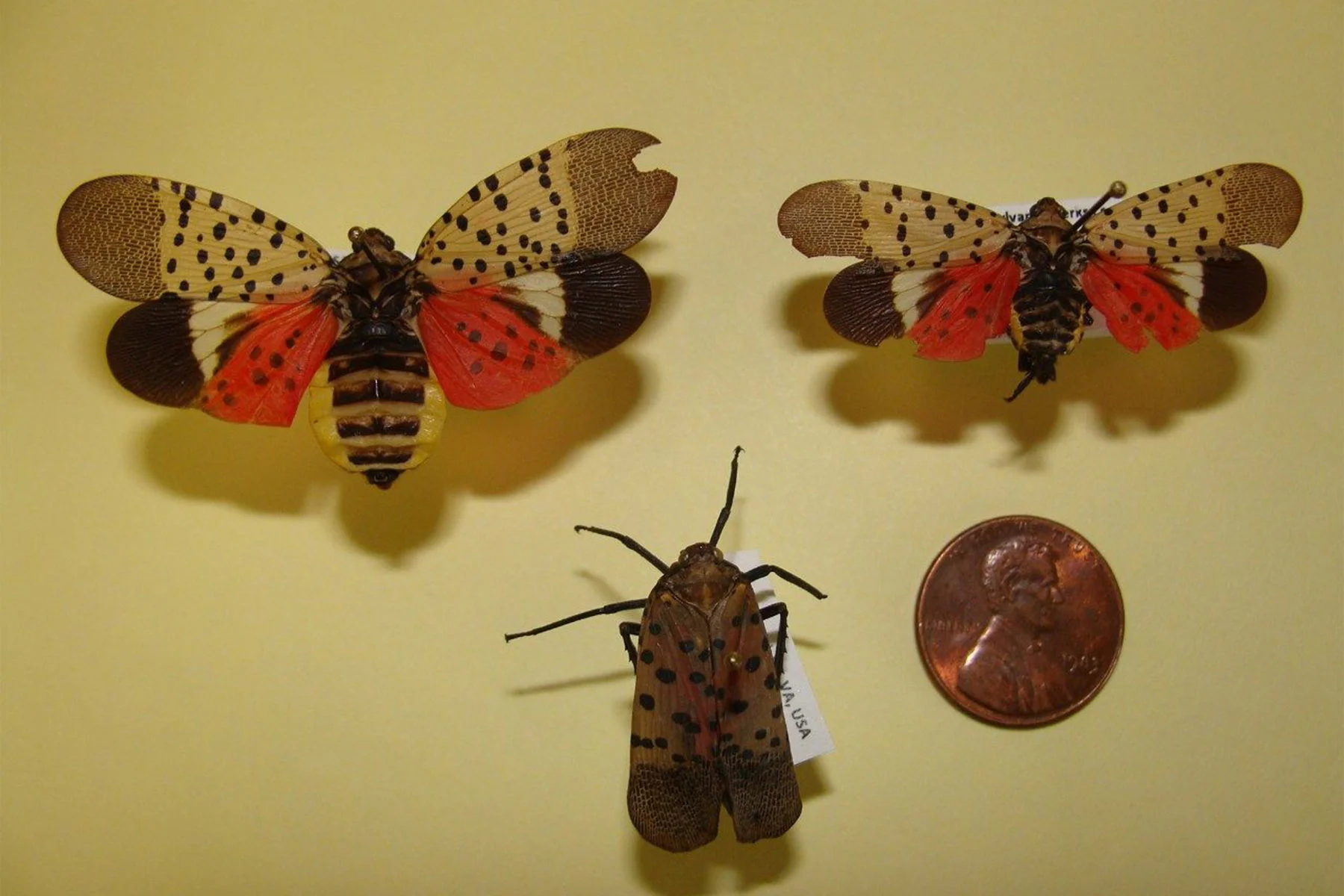 spotted lanternfly