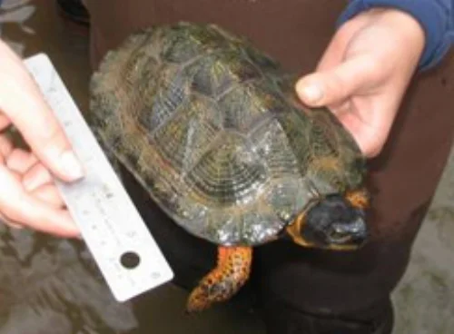 WSSI scientist handling a wood turtle.