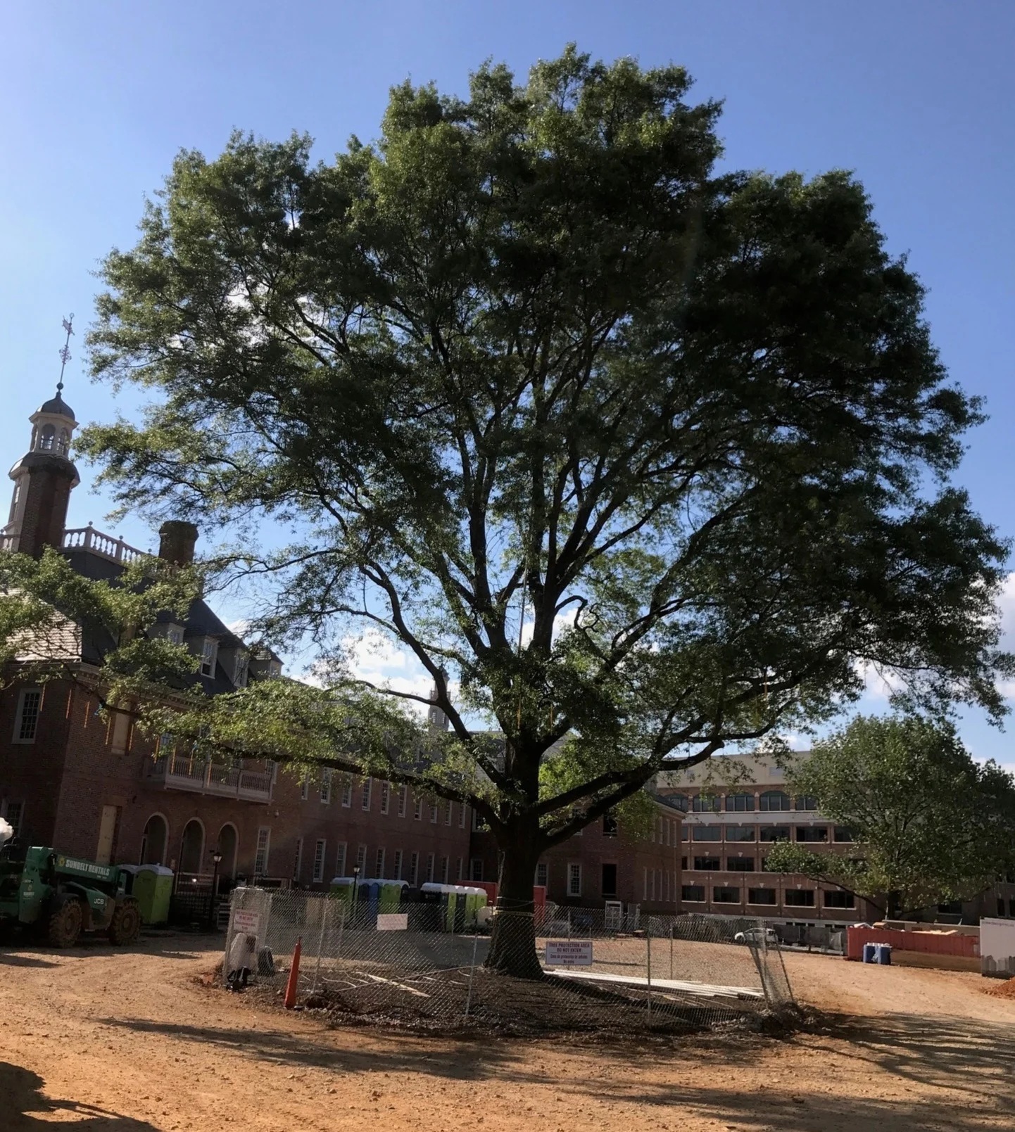 All three trees are thriving after transplant; heritage-sized willow oak pictured here with its protective perimeter fencing in June 2019.