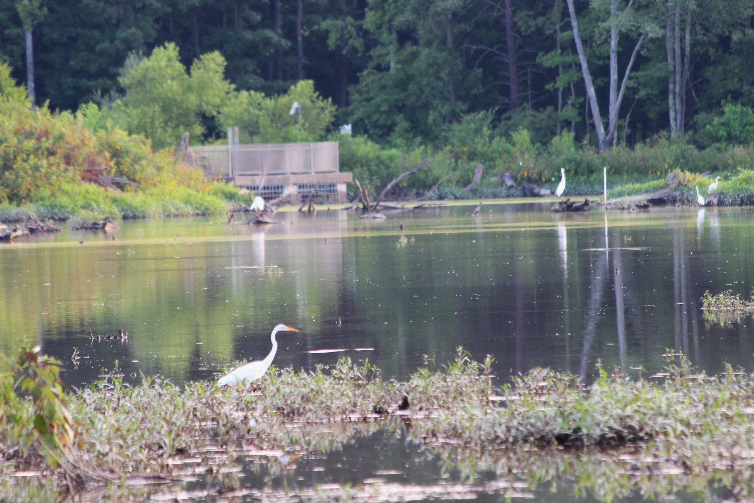 Great egrets in front of the