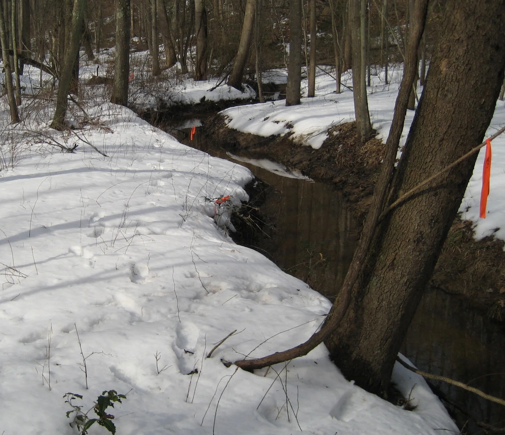 Jabez Branch - a Use III waterway in Anne Arundel County, Maryland