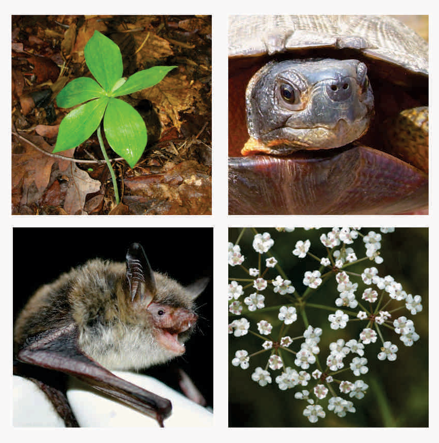 Endangered Species Act changes will be in effect September 26, 2019