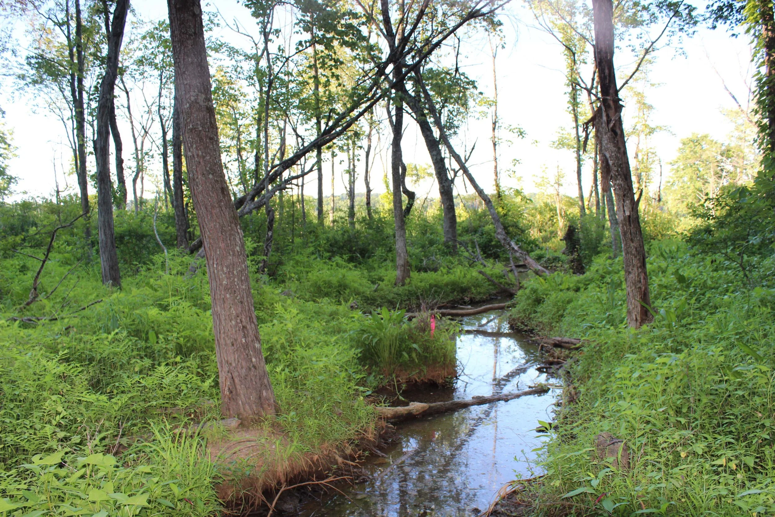 Waters of the U.S. in Prince William County, VA