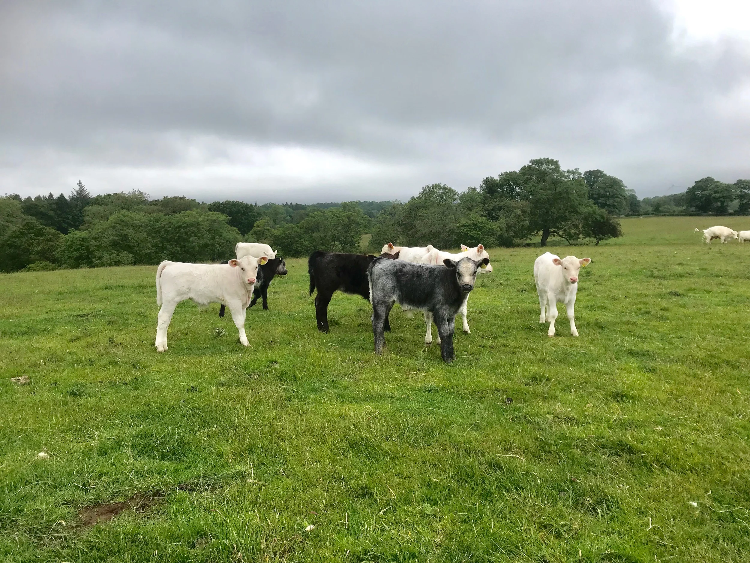 Whitebred shorthorn calves, along with Blue greys and Galloways.