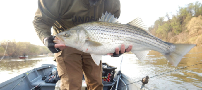 It's all about the passion, and the stripers drive us to pursue the pull.