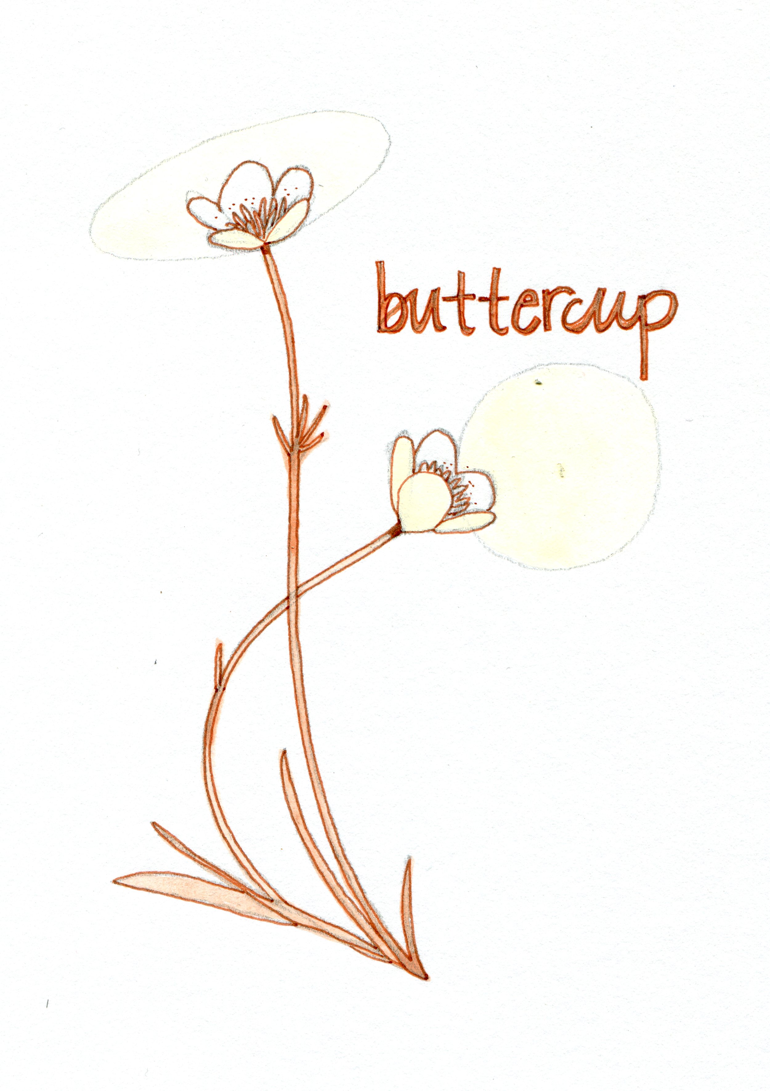 plantfriends_buttercup.jpg