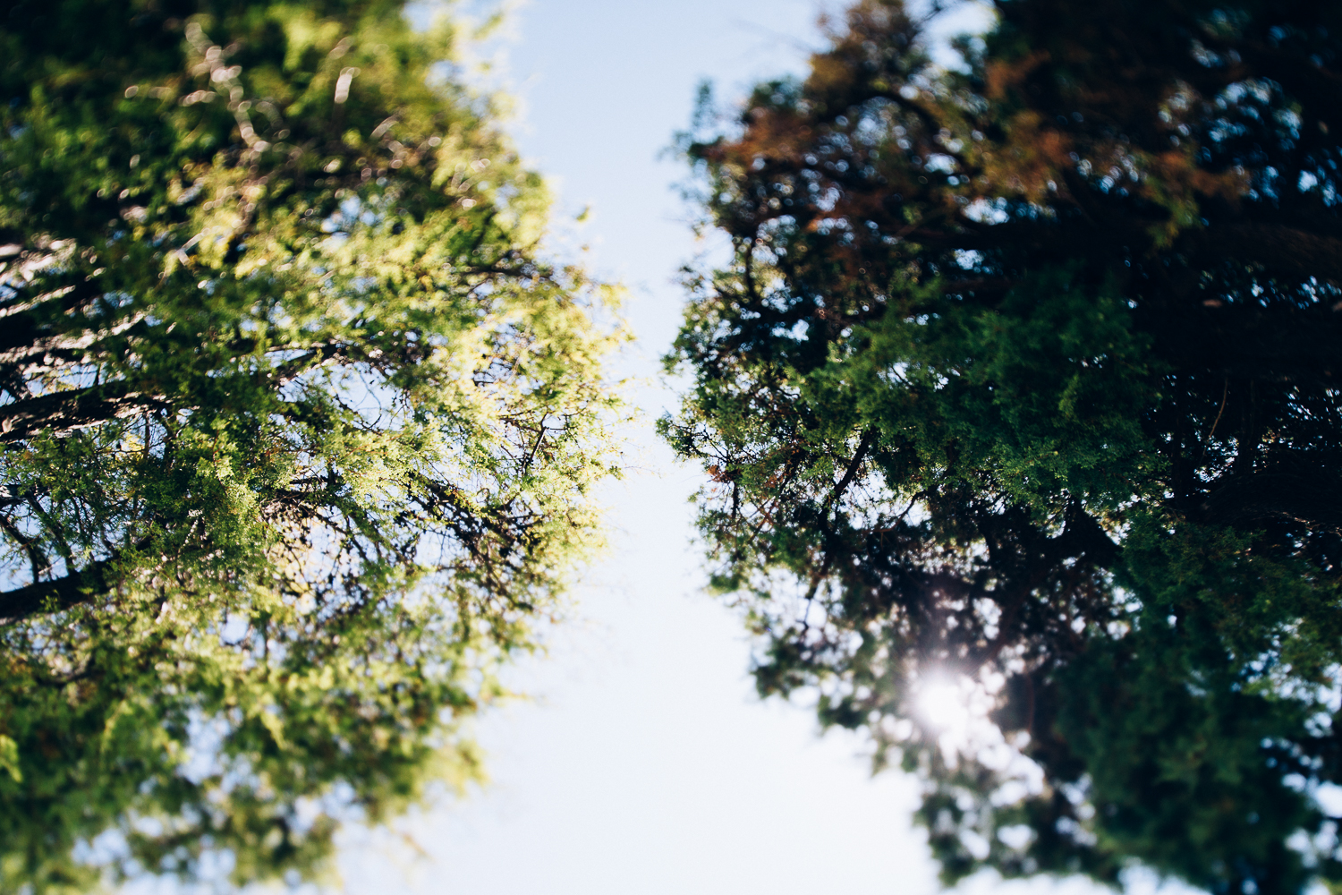 italian-trees.jpg