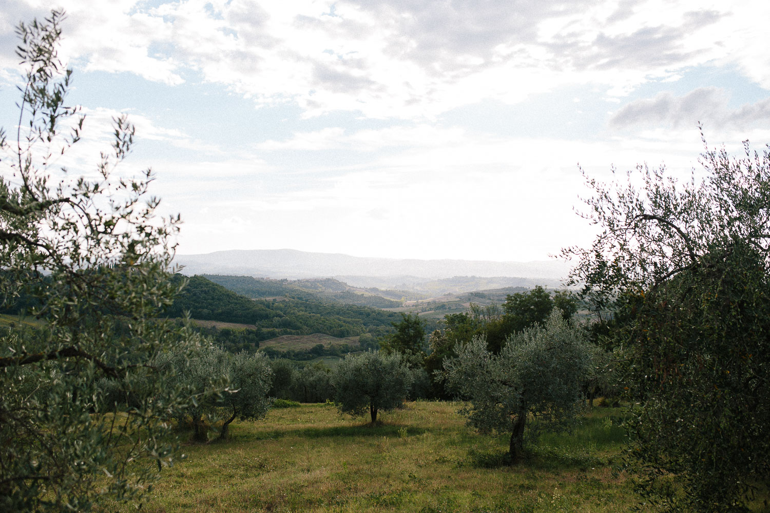 122-borgo-petrognano-olive-trees.jpg