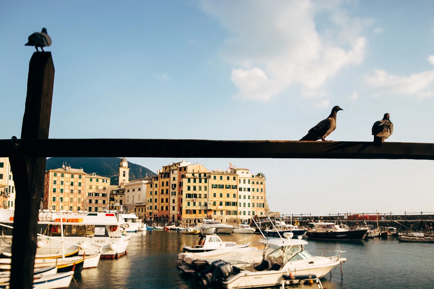 camogli-birds.jpg