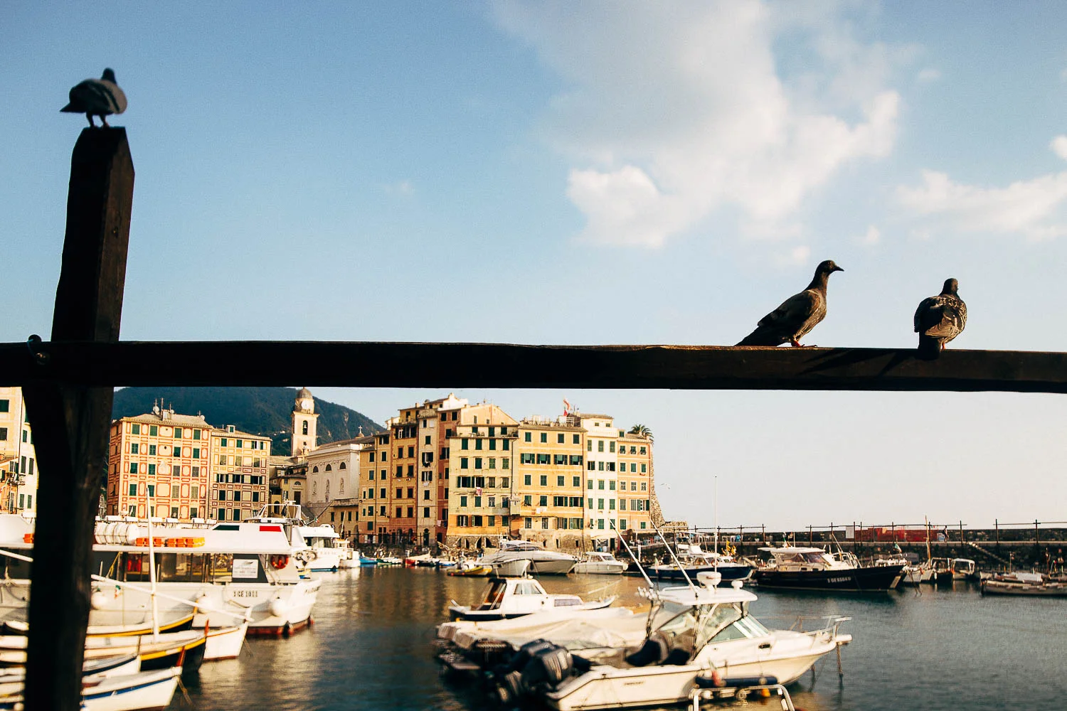 camogli-birds.jpg