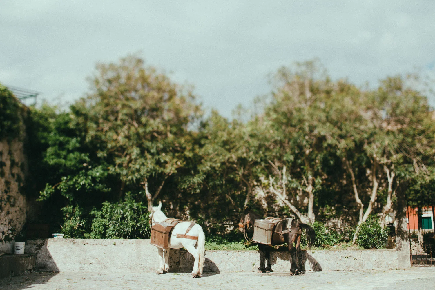 21-amalfi-coast-mules.jpg