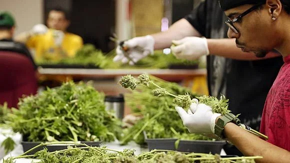Cannabis industry jobs in Massachusetts. Cultivate marijuana in Mass. Pot shop jobs in Boston.